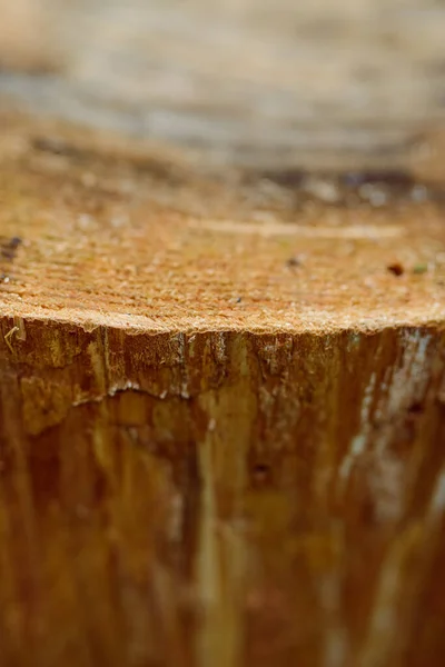 Ceppo isolato, tronco d'albero vuoto nella foresta . — Foto Stock