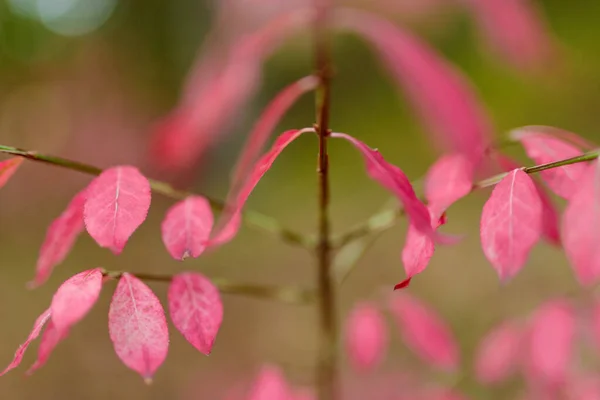 Höstrosa löv i skogen. Grunt skärpedjup. — Stockfoto