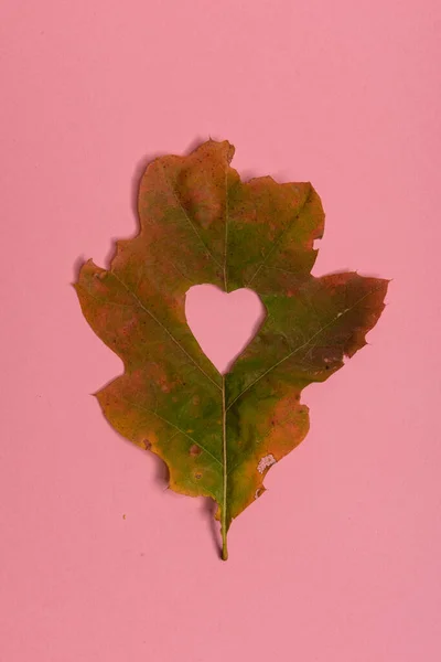 Background group autumn orange, green, yellow and brown leaves. with the heart shape cut out in the middle on pink background. Studio shoot. View from above. Horizontal orientation. Copy space — Stock Photo, Image