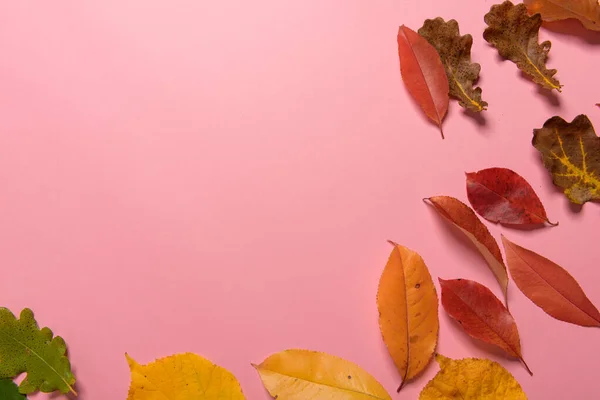 Achtergrondgroep herfst oranje, groen, geel en bruin bladeren. met de hartvorm uitgesneden in het midden op roze achtergrond. Studioshoot. Zicht van bovenaf. Horizontale oriëntatie. Kopieerruimte — Stockfoto