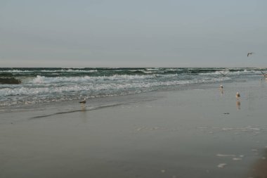 Baltık Denizi 'nde gün batımı martılarla. Yaz zamanı. Altın saat