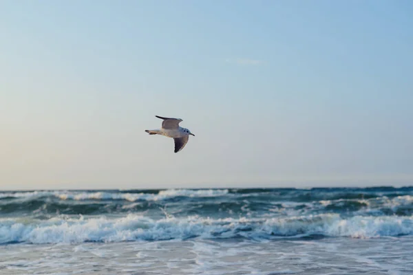 Pôr do sol no mar báltico com gaivotas. Hora de verão. Hora de ouro — Fotografia de Stock