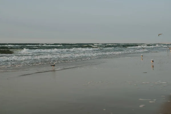 Puesta de sol en el mar Báltico con gaviotas. Hora de verano. Hora dorada —  Fotos de Stock