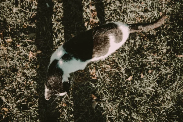 Portrait de chat domestique en plein air. Heure de printemps ou d'été. — Photo