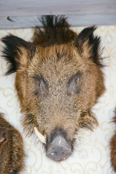 Geweihe hängen als Dekoration an der Wand. — Stockfoto