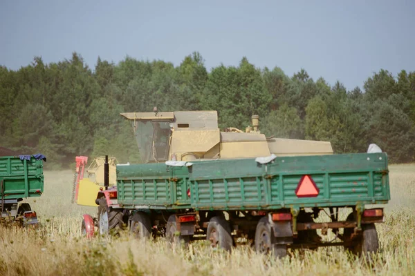 Mähdrescher erntet das Rapsfeld — Stockfoto