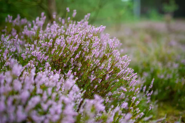 Blossoming Heather on the meadow. Forest area — Stockfoto