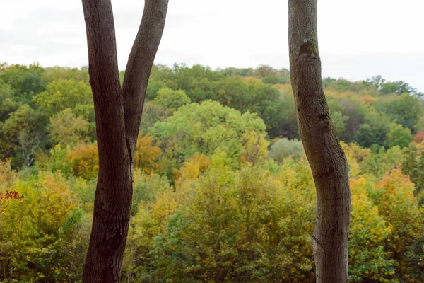 Φθινοπωρινό τοπίο Πολύχρωμα δέντρα στο δάσος — Φωτογραφία Αρχείου