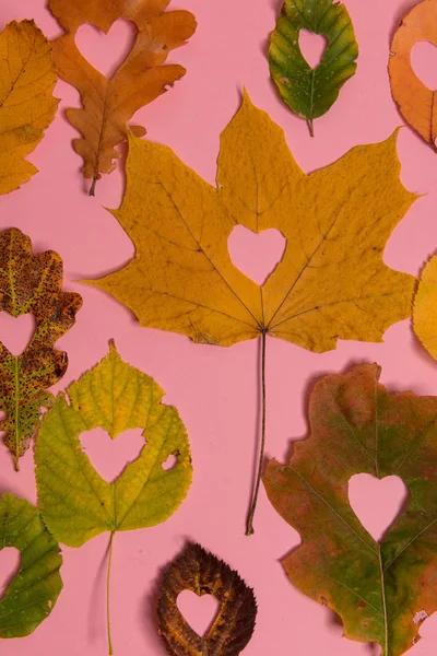 Hintergrundgruppe Herbst orange, grüne, gelbe und braune Blätter. mit der in der Mitte ausgeschnittenen Herzform auf rosa Hintergrund. Studioaufnahmen. Blick von oben. Horizontale Ausrichtung. Kopierraum — Stockfoto