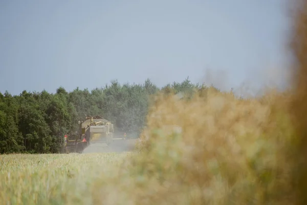 Combina la raccolta del campo di colza — Foto Stock