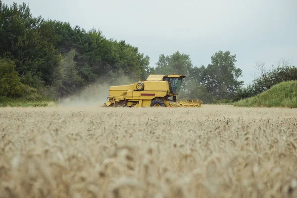 Mähdrescher bei der Weizenernte. Sommerzeit. landwirtschaftlicher Hintergrund — Stockfoto