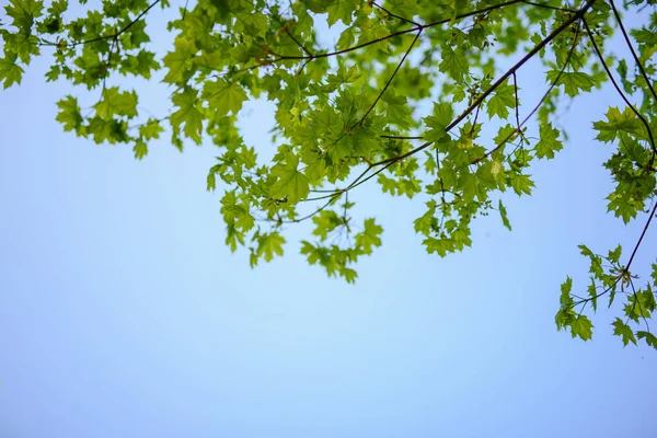 Hojas verdes creciendo en el fondo de los árboles. Principios de primavera. —  Fotos de Stock