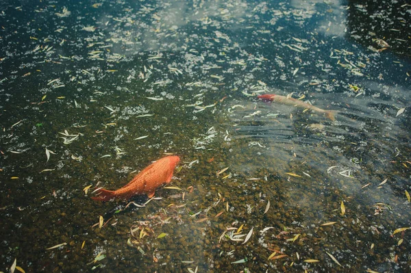 Südlicher Platyfisch xiphophorus maculatus sehr häufiger und einfacher Aquarienfisch, orangefarbener Sonnenuntergang — Stockfoto