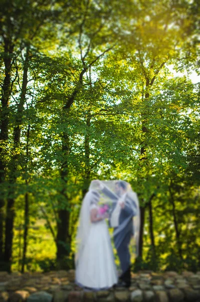 Bride and groom at a photo session in the nature — Stock Photo, Image