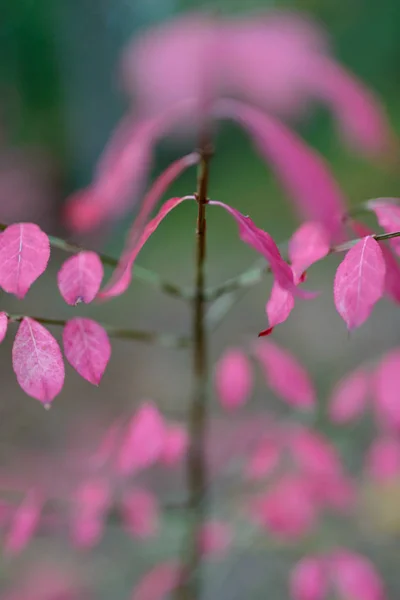 Herfst roze bladeren in het bos. Ondiepe scherptediepte. — Stockfoto
