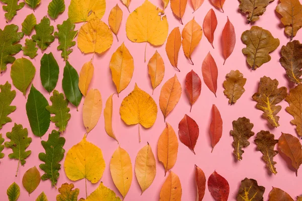 Achtergrondgroep herfst oranje, groen, geel en bruin bladeren. met de hartvorm uitgesneden in het midden op roze achtergrond. Studioshoot. Zicht van bovenaf. Horizontale oriëntatie. Kopieerruimte — Stockfoto
