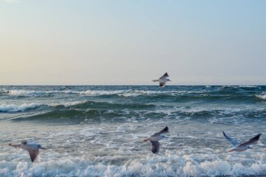 Baltık Denizi 'nde gün batımı martılarla. Yaz zamanı. Altın saat