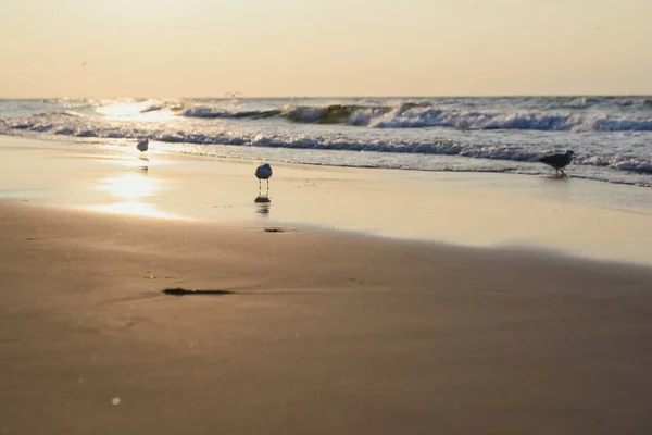 Pôr do sol no mar báltico com gaivotas. Hora de verão. Hora de ouro — Fotografia de Stock
