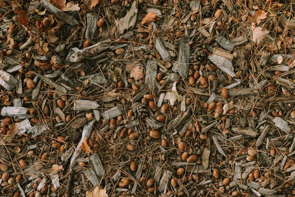 Primer plano de hormigas de madera. Multitudes de hormigas rojas y negras en el suelo del bosque . —  Fotos de Stock