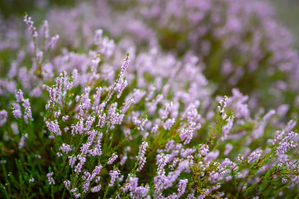 Blossoming Heather on the meadow. Forest area — Stockfoto