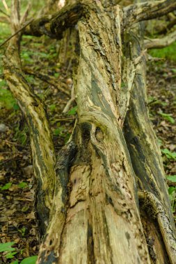 Birbiri üzerine istiflenmiş odun kütüklerinin arka planı.