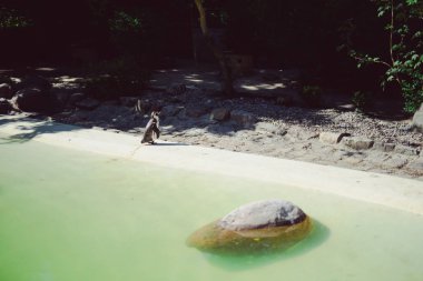 Penguen duruyor ve düz görünüyor