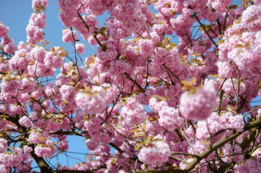 Japon kiraz ağacı baharda çiçek açıyor..