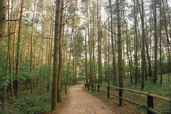 Pathway in green forest during spring time. Des personnes floues marchant dans la forêt. — Photo