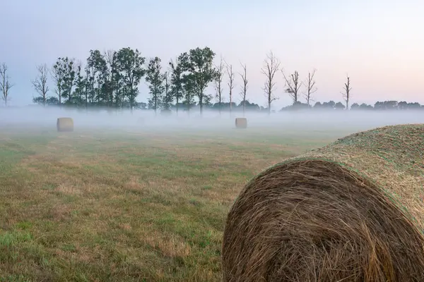 Nebbia nel prato in soleggiata mattina d'estate — Foto Stock