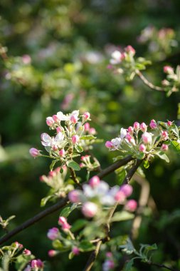 Beyaz arka planda yeşil yapraklı elma ağacı çiçekleri.