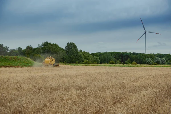 Kombinálja Búza Betakarítását Idő Van Mezőgazdasági Háttér Másolási Hellyel — Stock Fotó