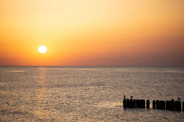 バルト海の夕日の木の防波堤とカモメの写真 — ストック写真