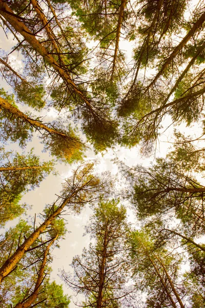 Hintergrund Wachsen Grüne Blätter Den Bäumen Vorfrühling — Stockfoto