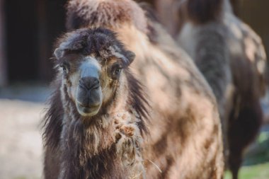 Devenin resmi ve parkta çekilen çocuk..