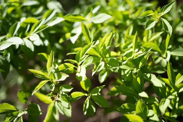 Folhas Verdes Crescendo Fundo Das Árvores Início Primavera — Fotografia de Stock