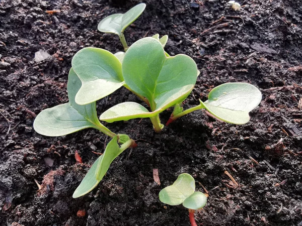 Radijspruiten Groeien Uit Grond Lenteplant Jonge Tuinradijsjes — Stockfoto