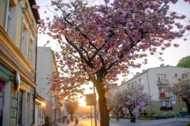 Baharın başında şehir caddesi, alacakaranlıkta pembe kiraz ağacı.