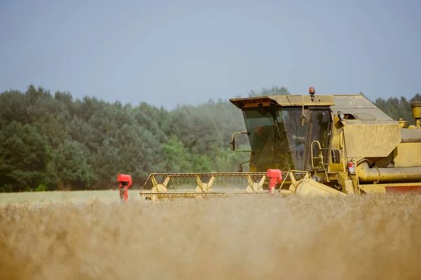 Mähdrescher Erntet Sommer Das Rapsfeld — Stockfoto