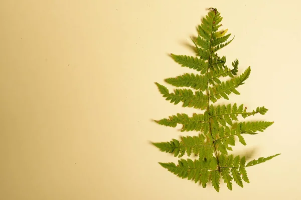 Autumn fern leaves isolated on yellow background with copy space. Horizontal orienattion. Minimalistic style. View from above.