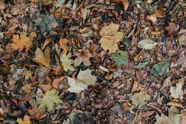 Achtergrondgroep Herfst Oranje Groen Geel Bruin Bladeren Met Hartvorm Uitgesneden — Stockfoto