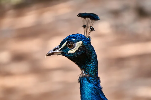 Close up of peacock head — Stock Photo, Image