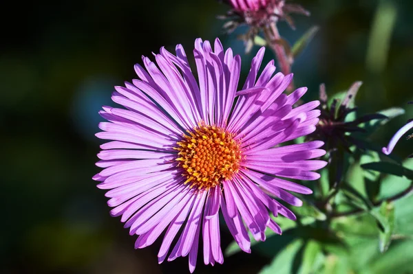 En rosa blomst som blomstrer krysantemum – stockfoto