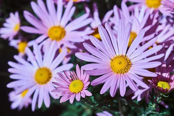 En rosa blomst som blomstrer krysantemum – stockfoto