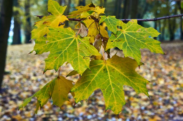 Detail povrchu listí na podzim — Stock fotografie