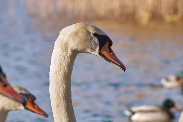 Retrato de un cisne blanco flotando en el lago —  Fotos de Stock