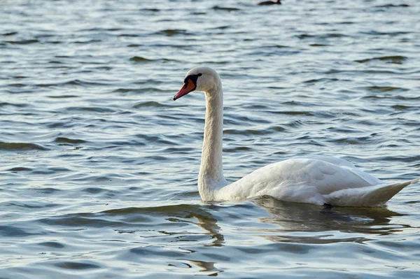 Cisne blanco flotando en el lago —  Fotos de Stock