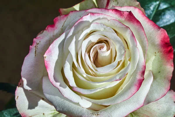 Rosa flor branca e vermelha — Fotografia de Stock