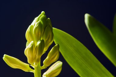 Bud ve sümbül çiçek yaprakları