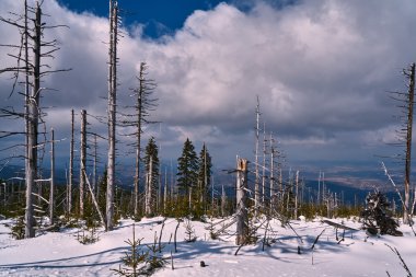 Kar orman ve kuru ağaçlar gömülü