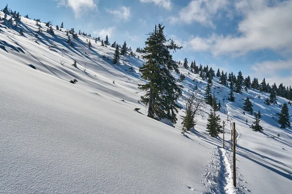 Enterrado na floresta de neve e árvores secas — Fotografia de Stock